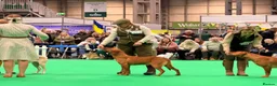Labrador Retriever dogs for sale: Fox red Labradors  - Advert 25