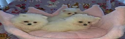 Pomeranian dogs for sale: 3 gorgeous, small white Pomeranians ready now!! - Advert 25
