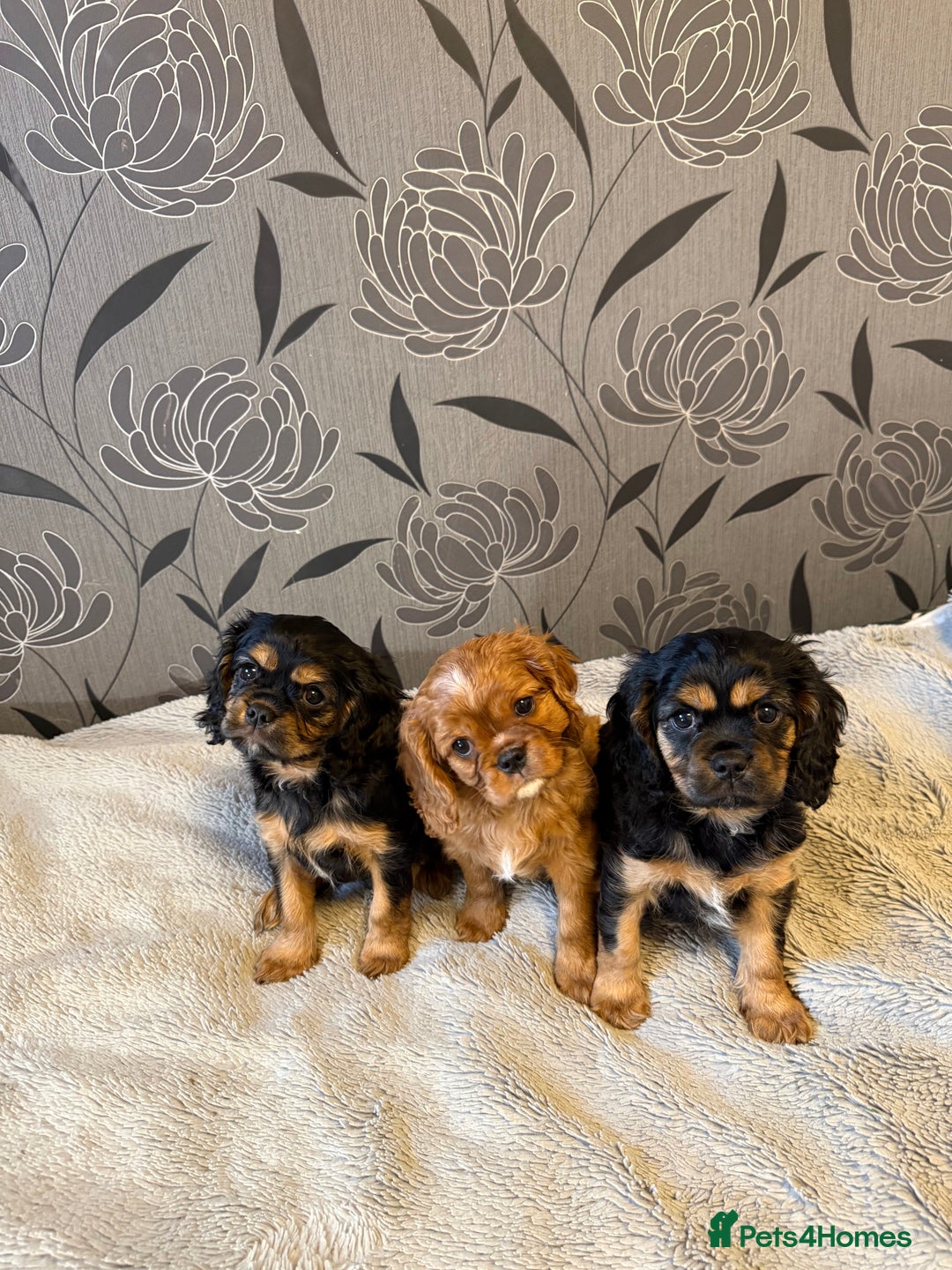 Cavalier King Charles Spaniel dogs for sale: Cavalier King Charles Spaniel - Advert 1