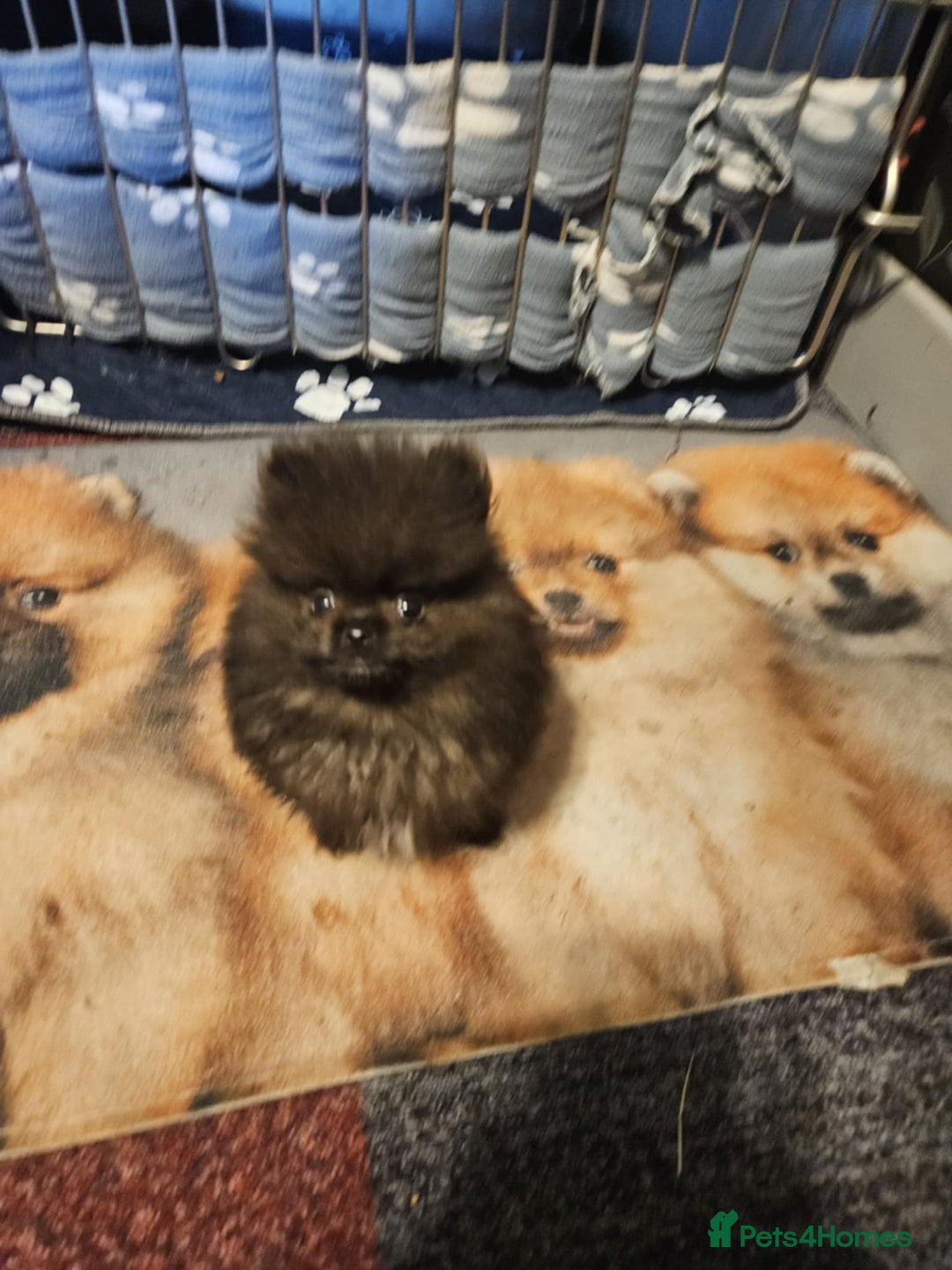 Pomeranian dogs for sale: TINY miracle KC Pomeranian 907grams at 16 weeks - Image 6