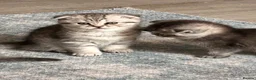 Scottish Fold cats for sale: Lovely , playful kittens looking for home  - Advert 12