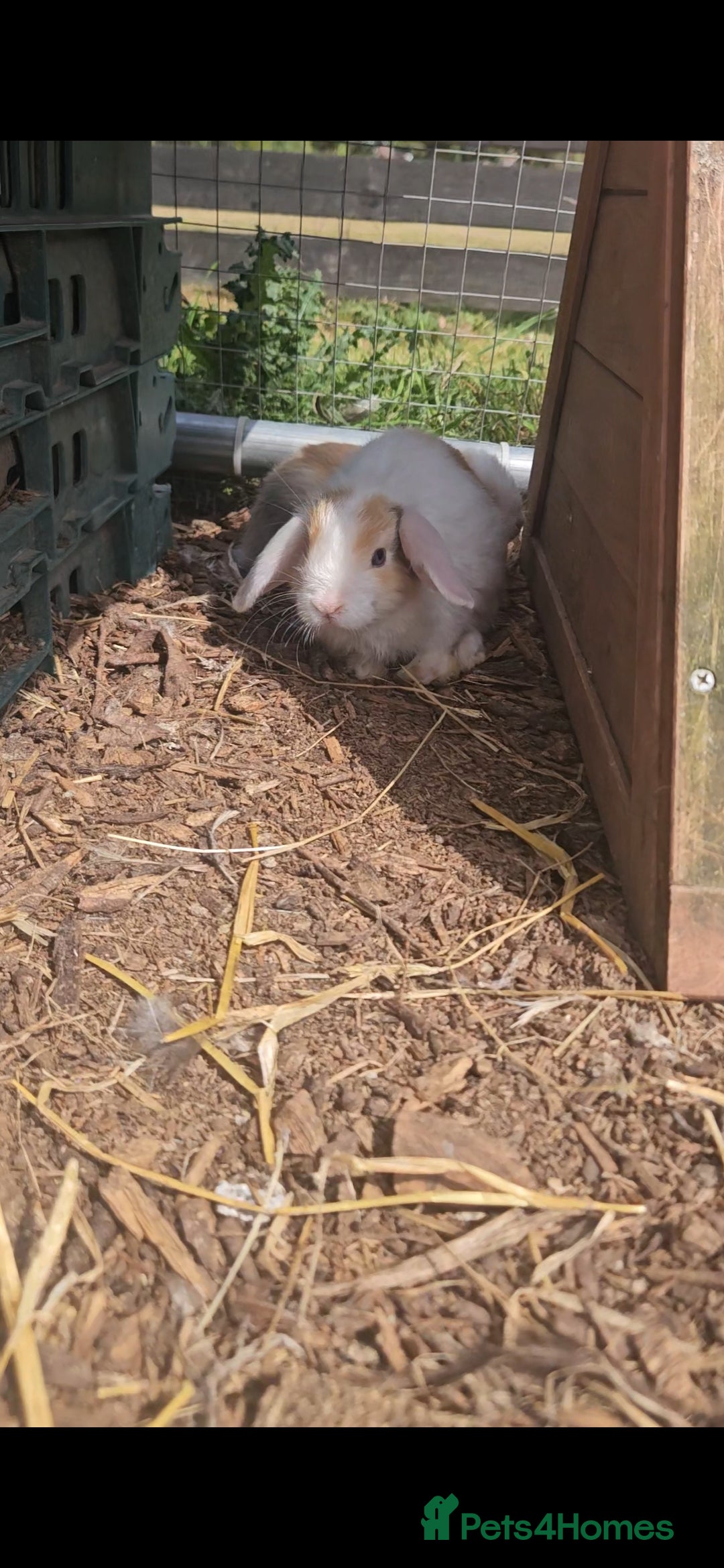 Mini Lop rabbits for sale: 5 Mini lops available  - Image 2