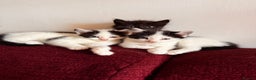 British Shorthair cats for sale: 4 adorable black and white kittens - Advert 1