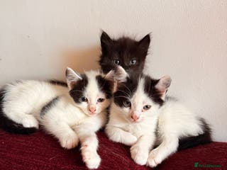 British Shorthair cats 4 adorable black and white kittens - Advert 4