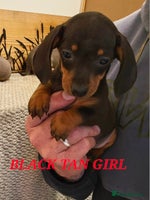 Miniature Dachshund dogs - Advert 1