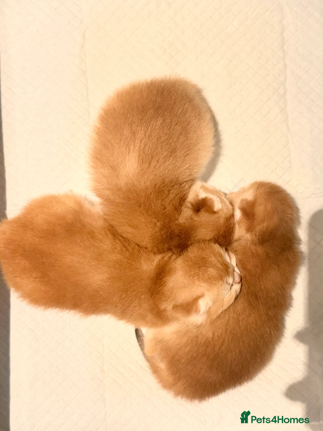 British Shorthair cats for sale: GCCF/TICA Stunning Golden BSH Chinchilla Kittens  - Advert 3