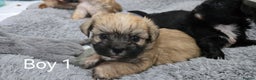 Malshi dogs for sale: Shih Tzu x Malshi Pups - Advert 1