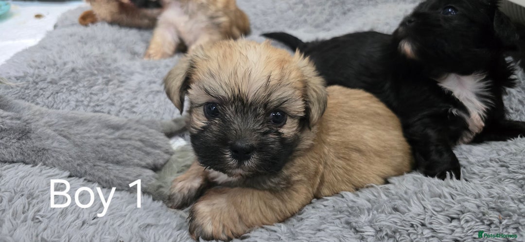 Malshi dogs for sale: Shih Tzu x Malshi Pups - Advert 1