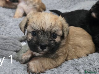 Malshi dogs Shih Tzu x Malshi Pups - Advert 1