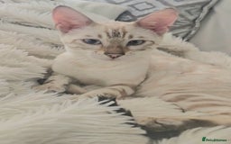 Bengal cats for sale: 🪽 Waiting List Open Snow Bengals 🐆🪽 - Image 12