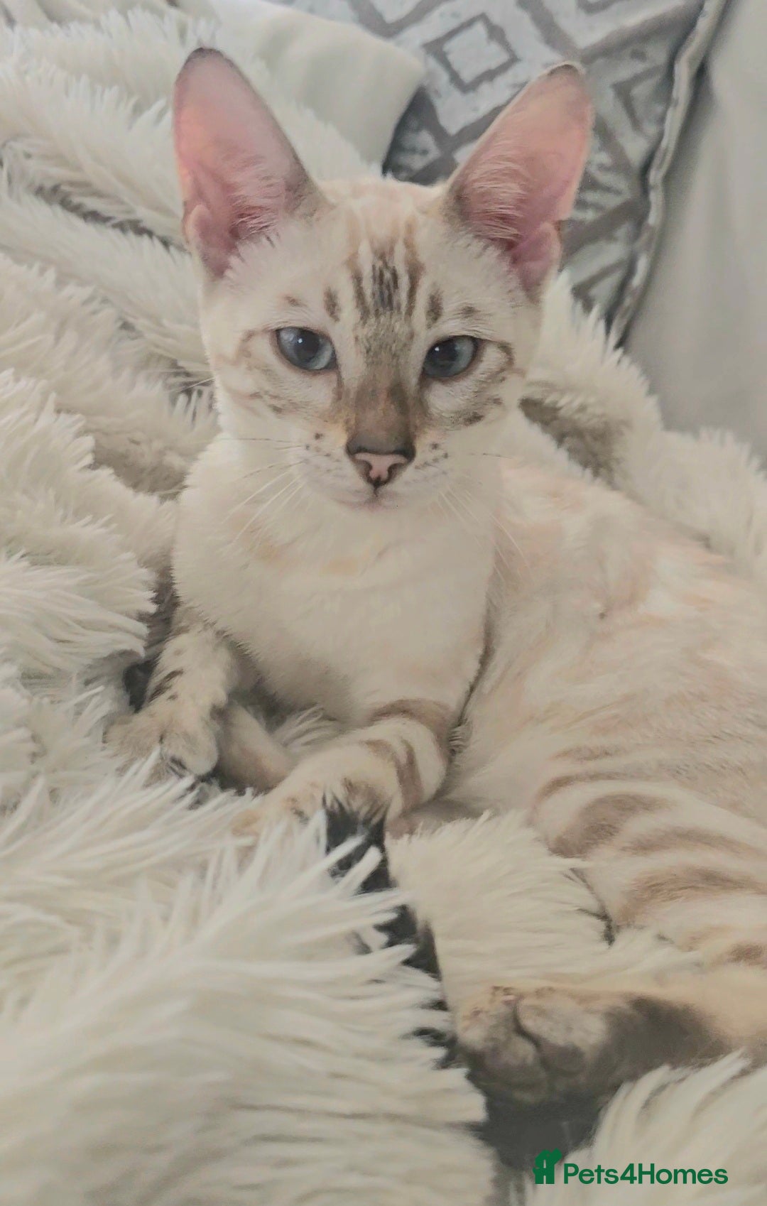 Bengal cats for sale: 🪽 Waiting List Open Snow Bengals 🐆🪽 - Image 12