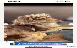 Miniature Dachshund dogs for sale: Miniature dachshund (long haired & short hair) - Image 11