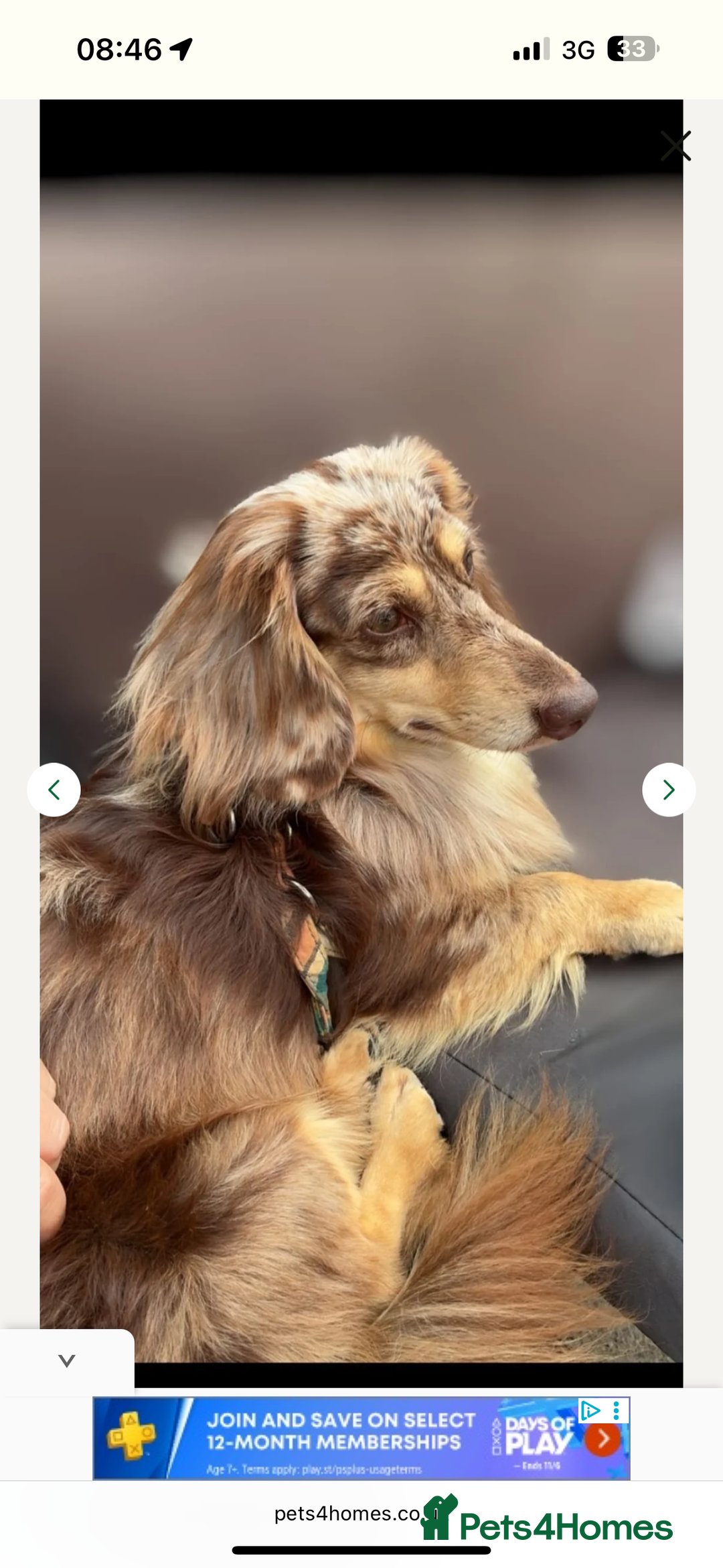 Miniature Dachshund dogs for sale: Miniature dachshund (long haired & short hair) - Image 11