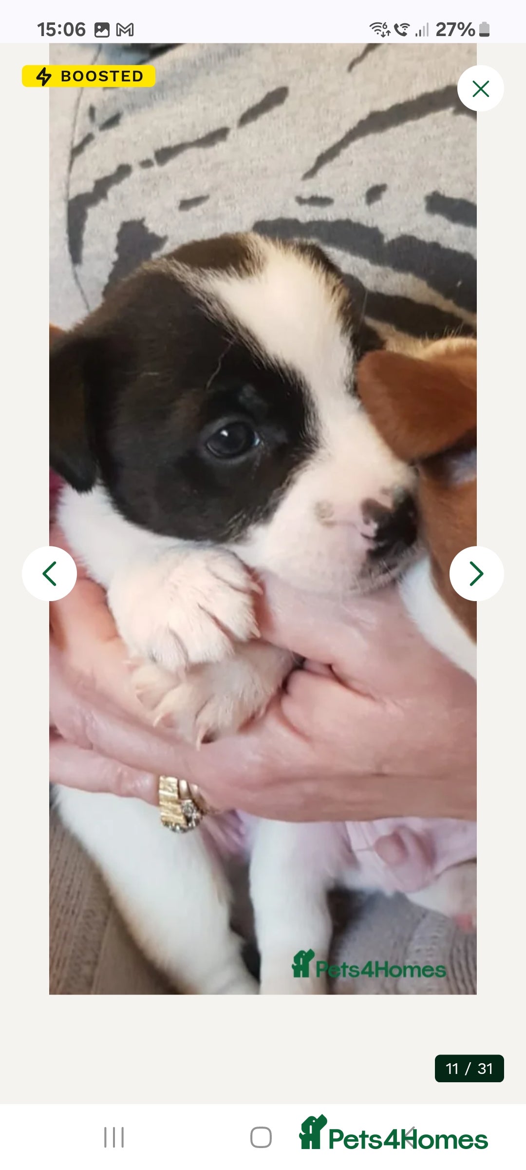 Jack Russell dogs Jack russels  - Advert 5