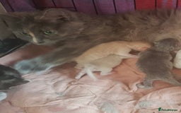 Persian cats for sale: Beautiful kittens  - Image 6