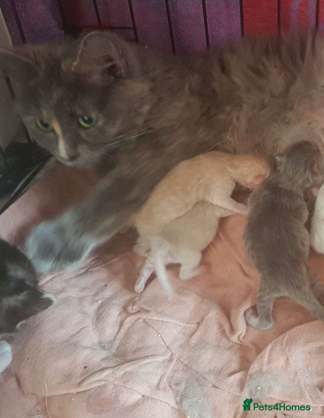 Persian cats for sale: Beautiful kittens  - Image 6