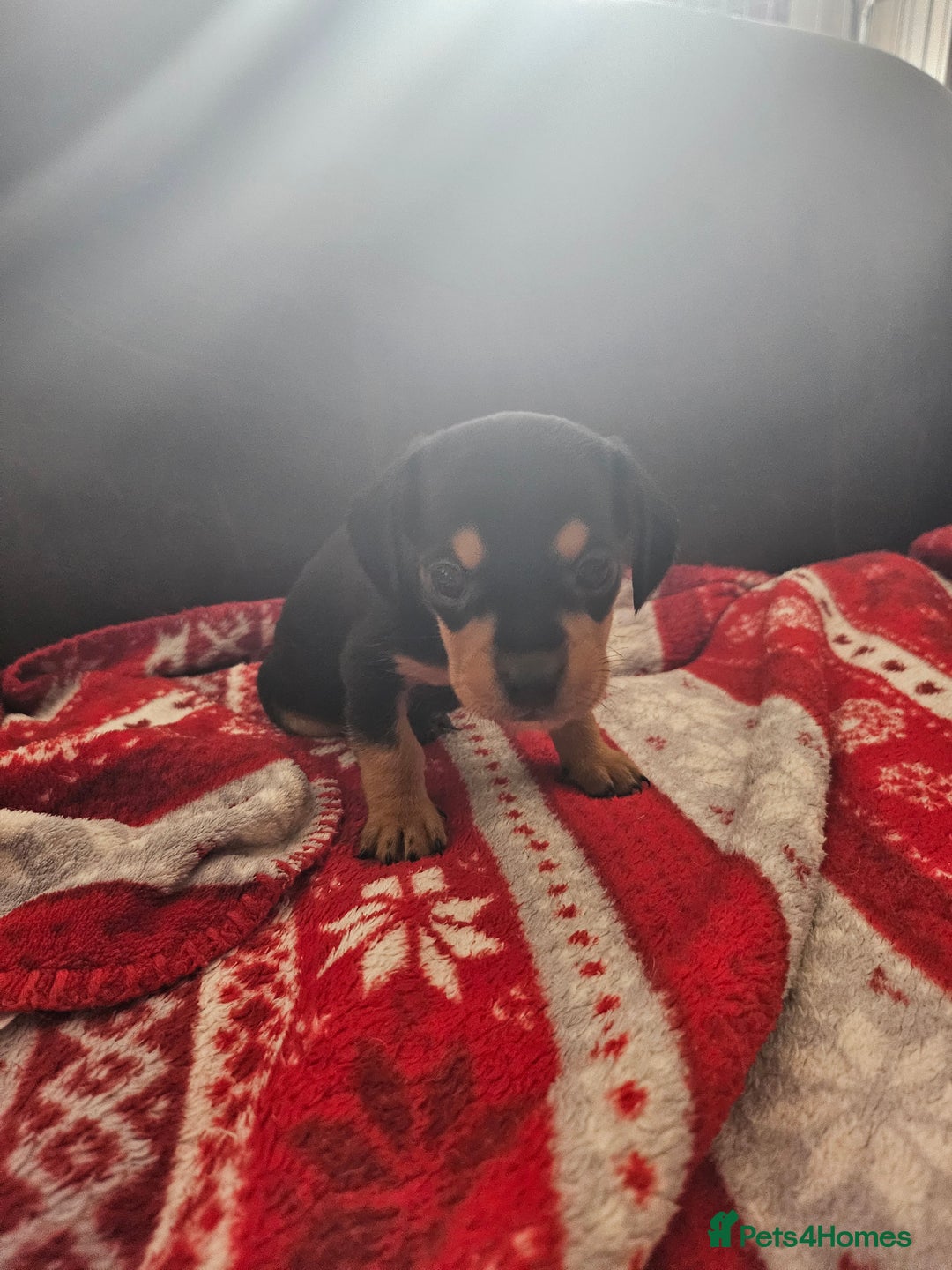 Mixed Breed dogs for sale: French Bulldog x Dachshund Puppies - Image 1