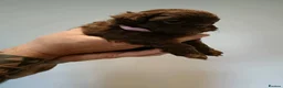Mixed Breed dogs for sale: Chocolate Shorkie Poo - Advert 4