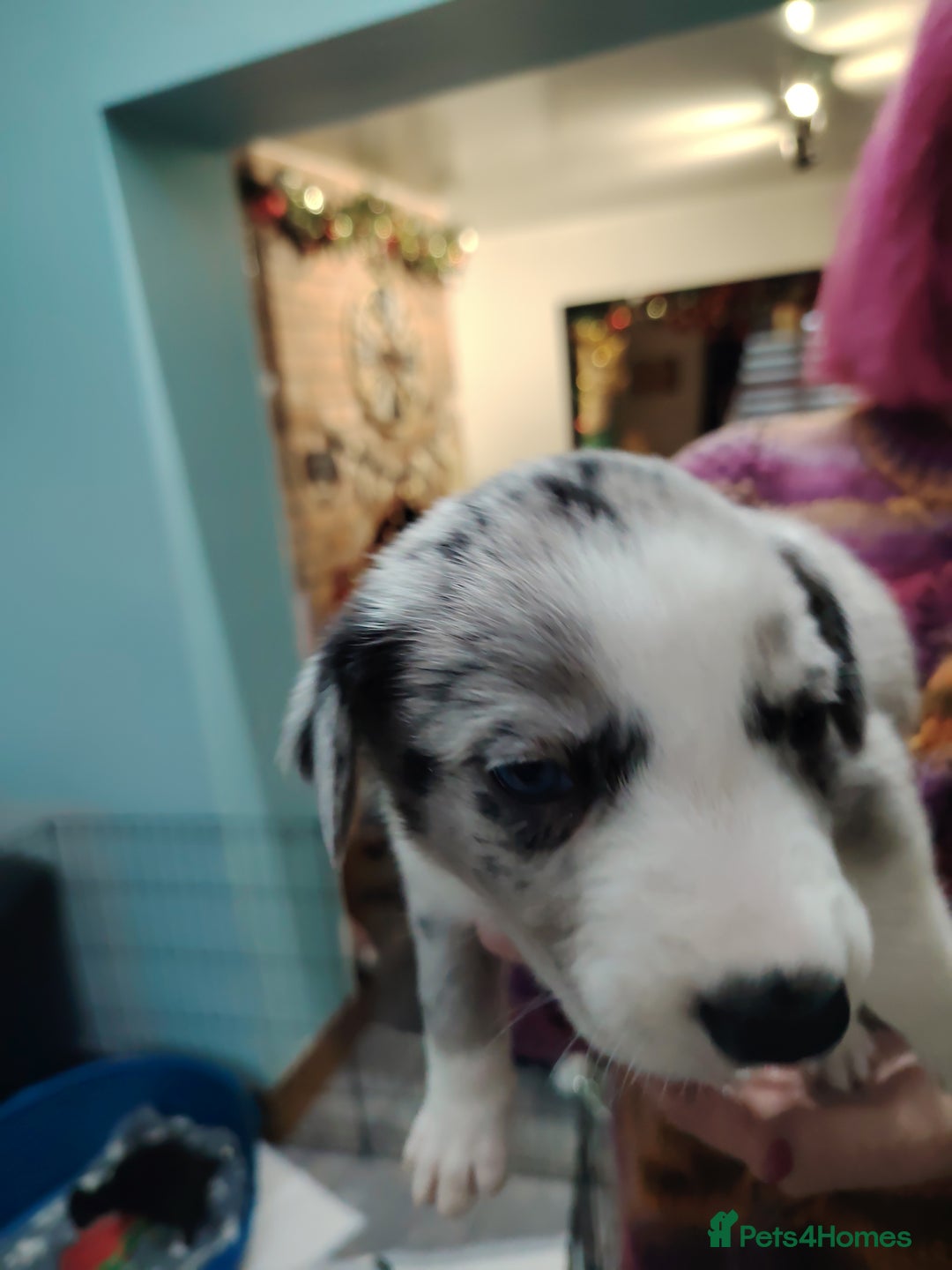 Border Collie dogs for sale: Border collie and blue merle  - Advert 3