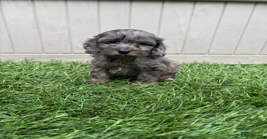 Cockapoo dogs - Advert 2