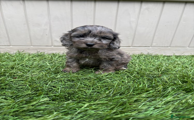 Cockapoo dogs - Advert 1
