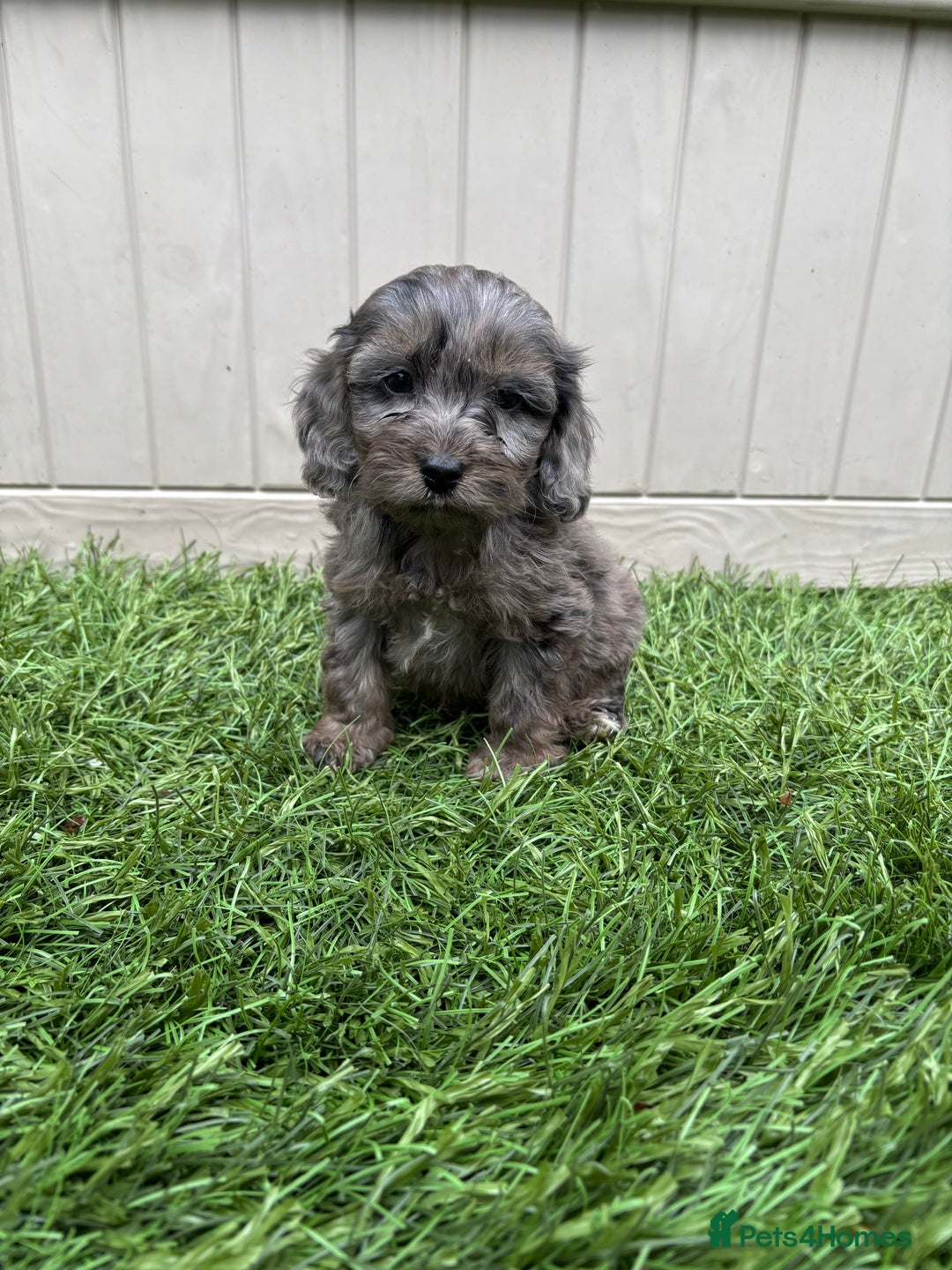 Cockapoo dogs for sale: Gorgeous cockapoo puppies - Image 3