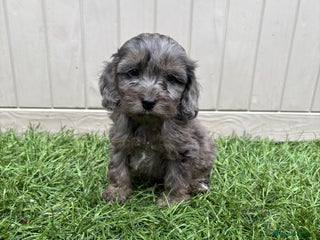 Cockapoo dogs - Advert 10