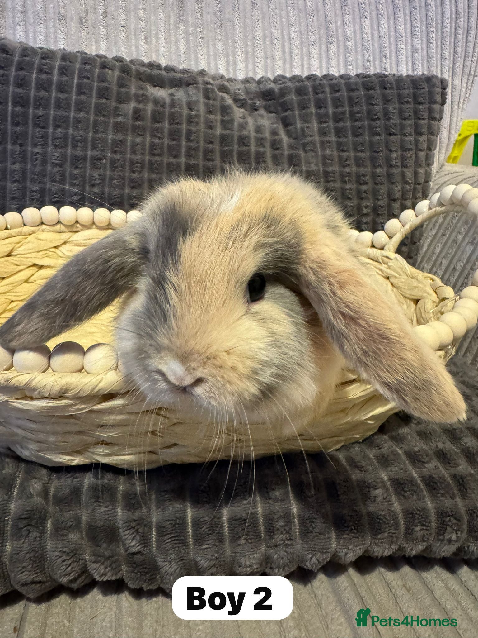 Mini Lop rabbits ✨ Beautiful Lops ✨  - Advert 15