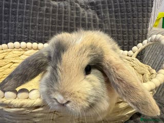 Mini Lop rabbits ✨ Beautiful Lops ✨ - Advert 15
