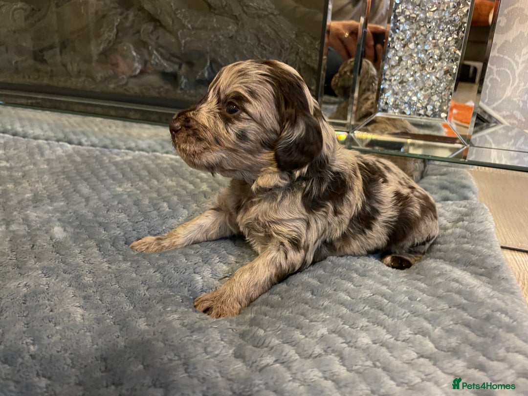 Cockapoo dogs for sale: 5 ⭐️ Cockapoo Puppies for 5 ⭐️ homes only - Image 26