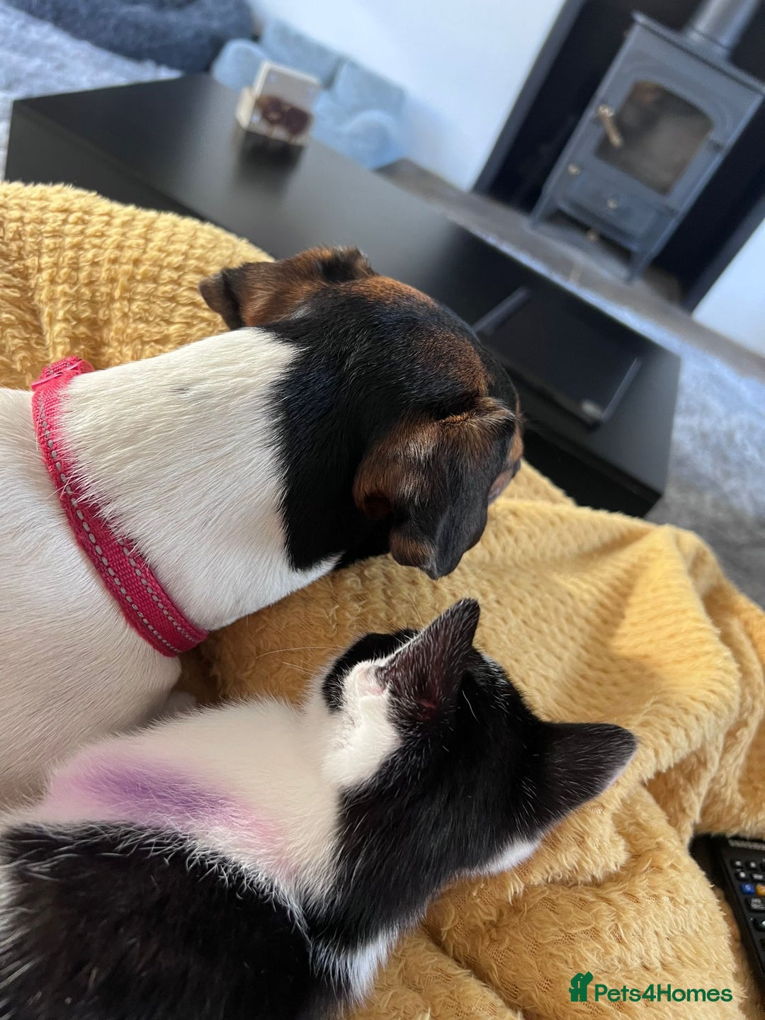 Mixed Breed cats for sale: 5 month old beautiful female  - Advert 3