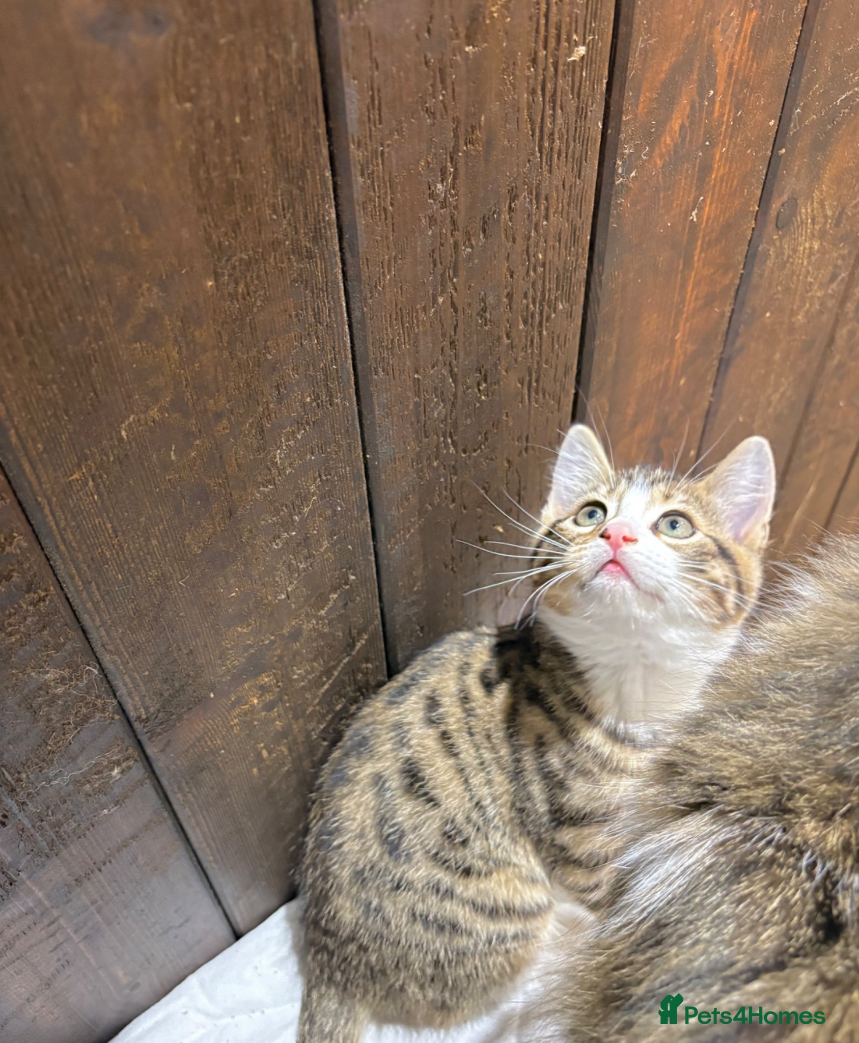 Mixed Breed cats for sale: BEAUTIFUL PART SIBERIAN TIGER STRIPED BABIES  - Advert 3