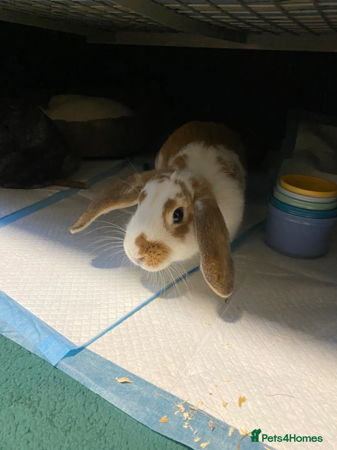 English Lop rabbits for sale: Two Female Bonded Rabbits in Winchester - Advert 1