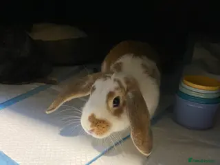 English Lop rabbits Two Female Bonded Rabbits - Advert 1