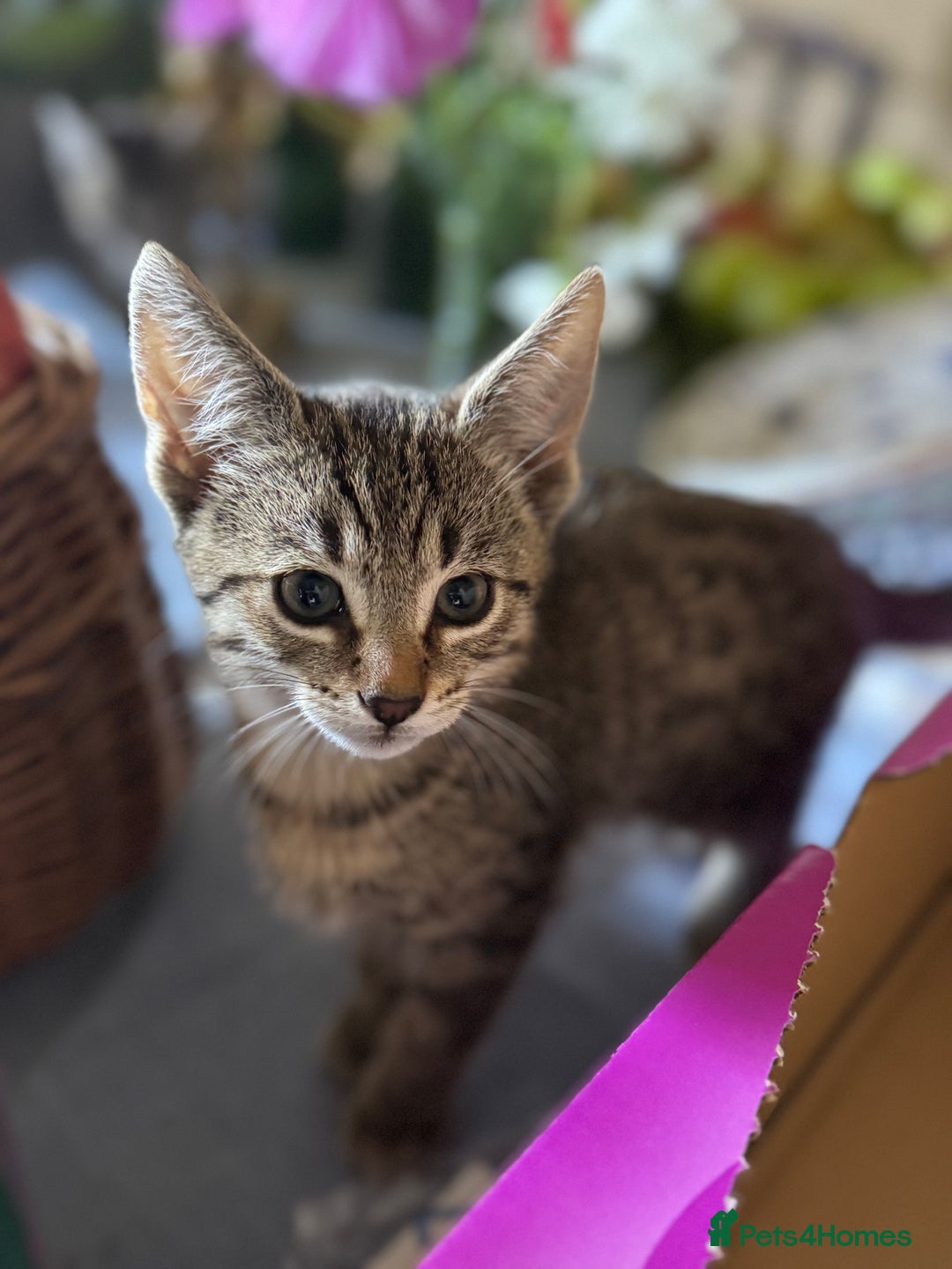 Savannah cats for sale: Savannah x Dorset Lad  - Image 4