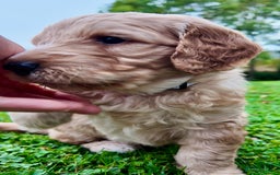 Mini Goldendoodle dogs for sale: Goldendoodle Puppies F2– Therapy & Support Dog Mum - Image 17