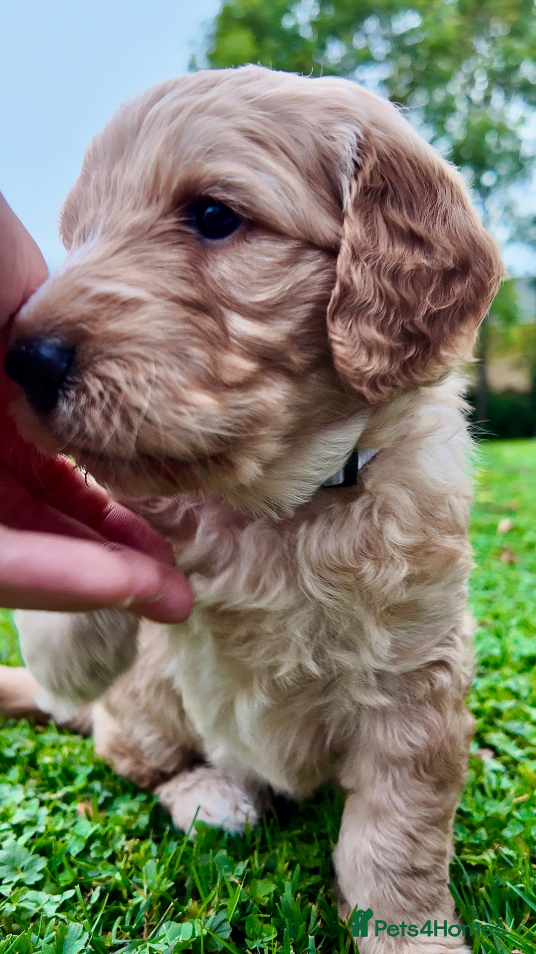 Mini Goldendoodle dogs for sale: Goldendoodle Puppies F2– Therapy & Support Dog Mum - Image 17