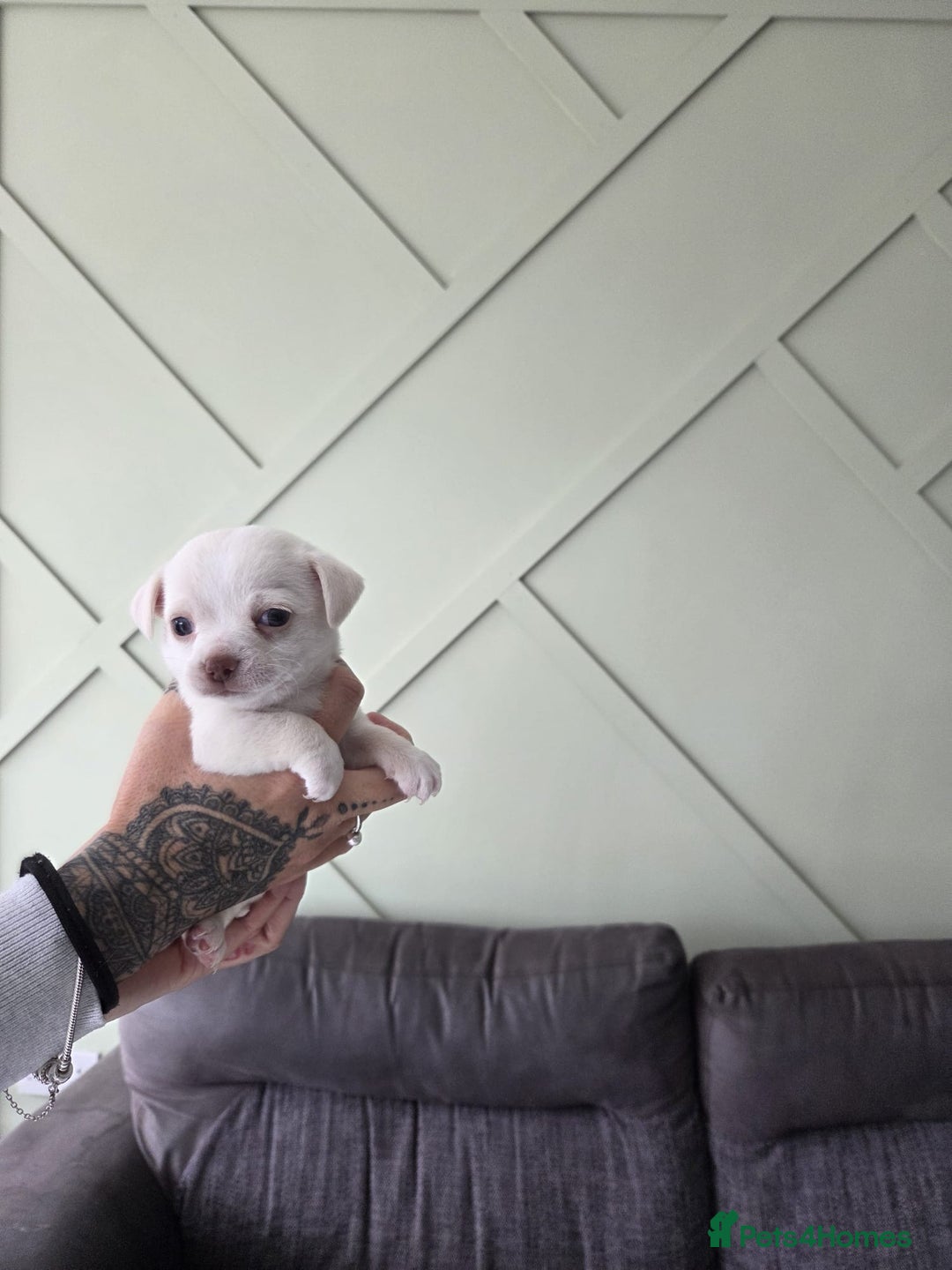 Chihuahua dogs for sale: Chihuahua puppies - Image 5