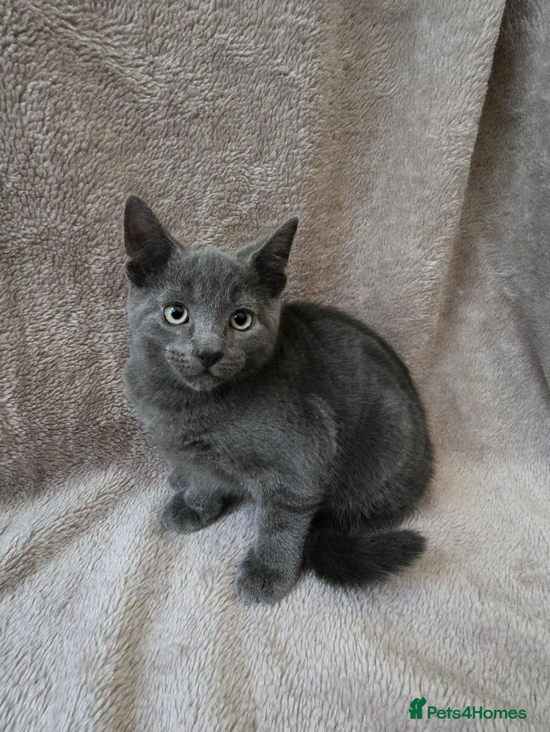 Russian Blue cats for sale: Russian Blue Kittens - Image 5