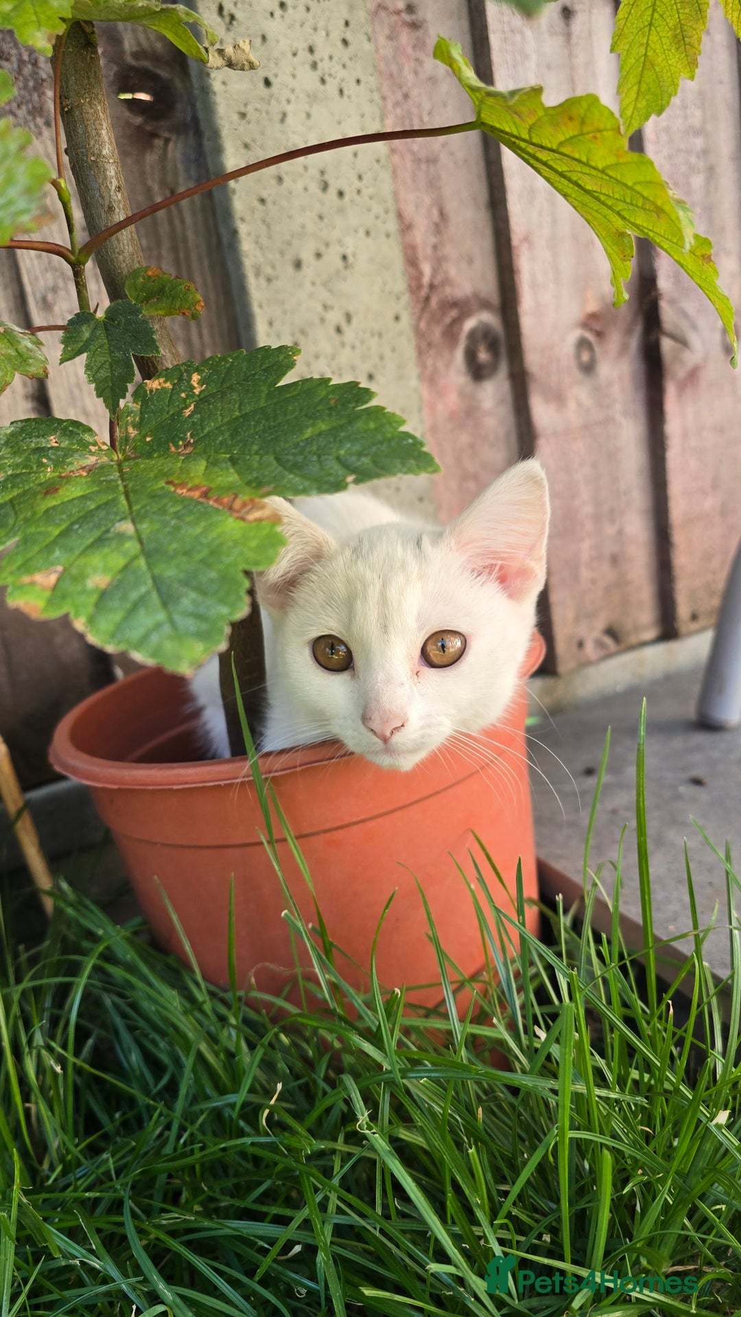 Khao Manee cats for sale: Fully white Khao Manee & Turkish Angora  - Image 2