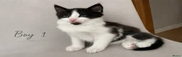 Mixed Breed cats for sale: Kittens available now  - Advert 6