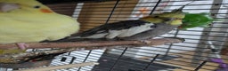 Cockatiels birds for sale: Bonded pair of cockatiels  - Advert 9