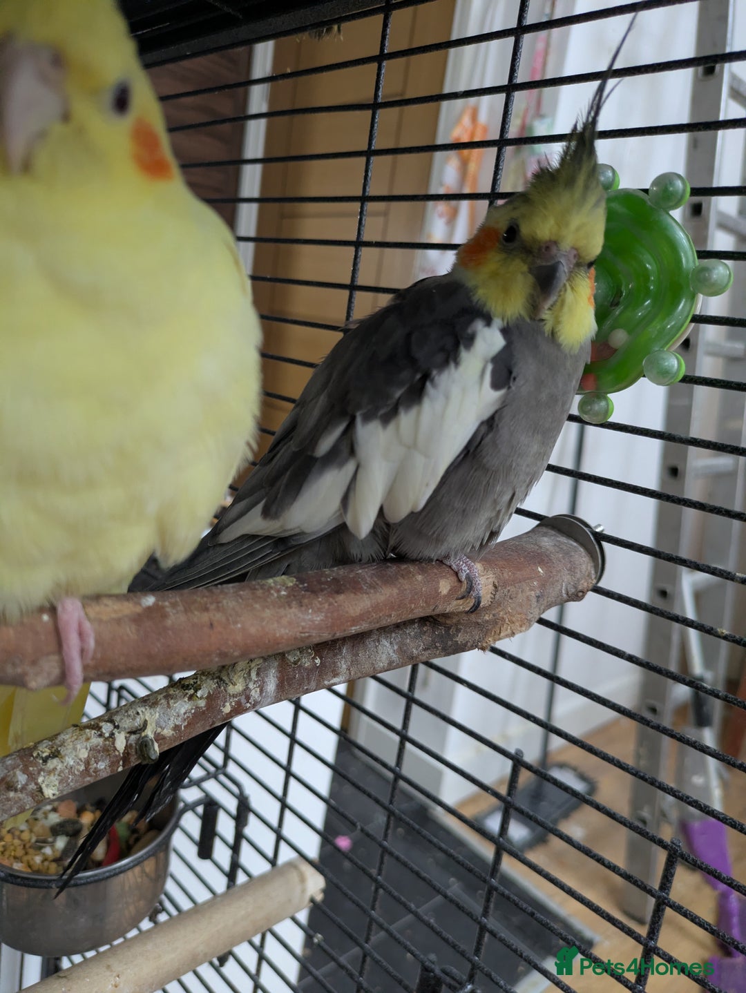 Cockatiels birds for sale: Bonded pair of cockatiels  - Advert 9