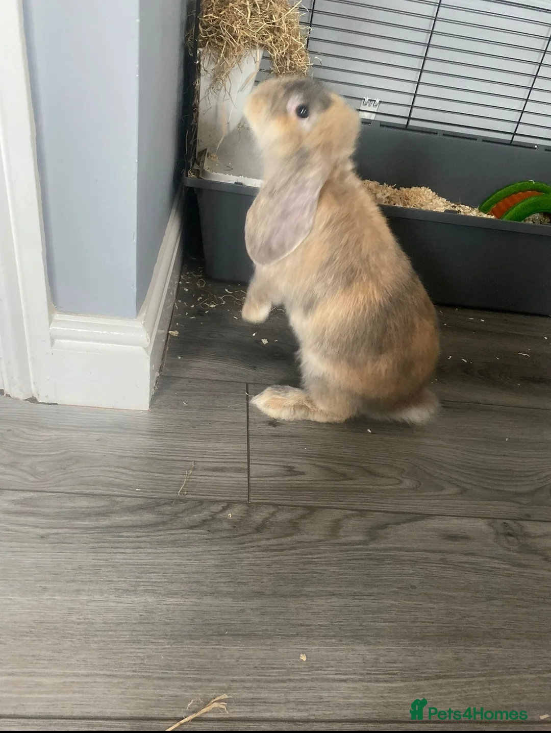 English Lop rabbits for sale: Rabbit  - Advert 1