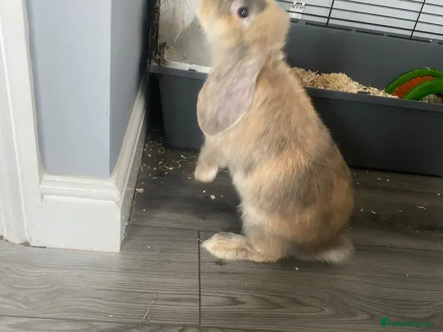 English Lop rabbits for sale: Rabbit - Advert 1