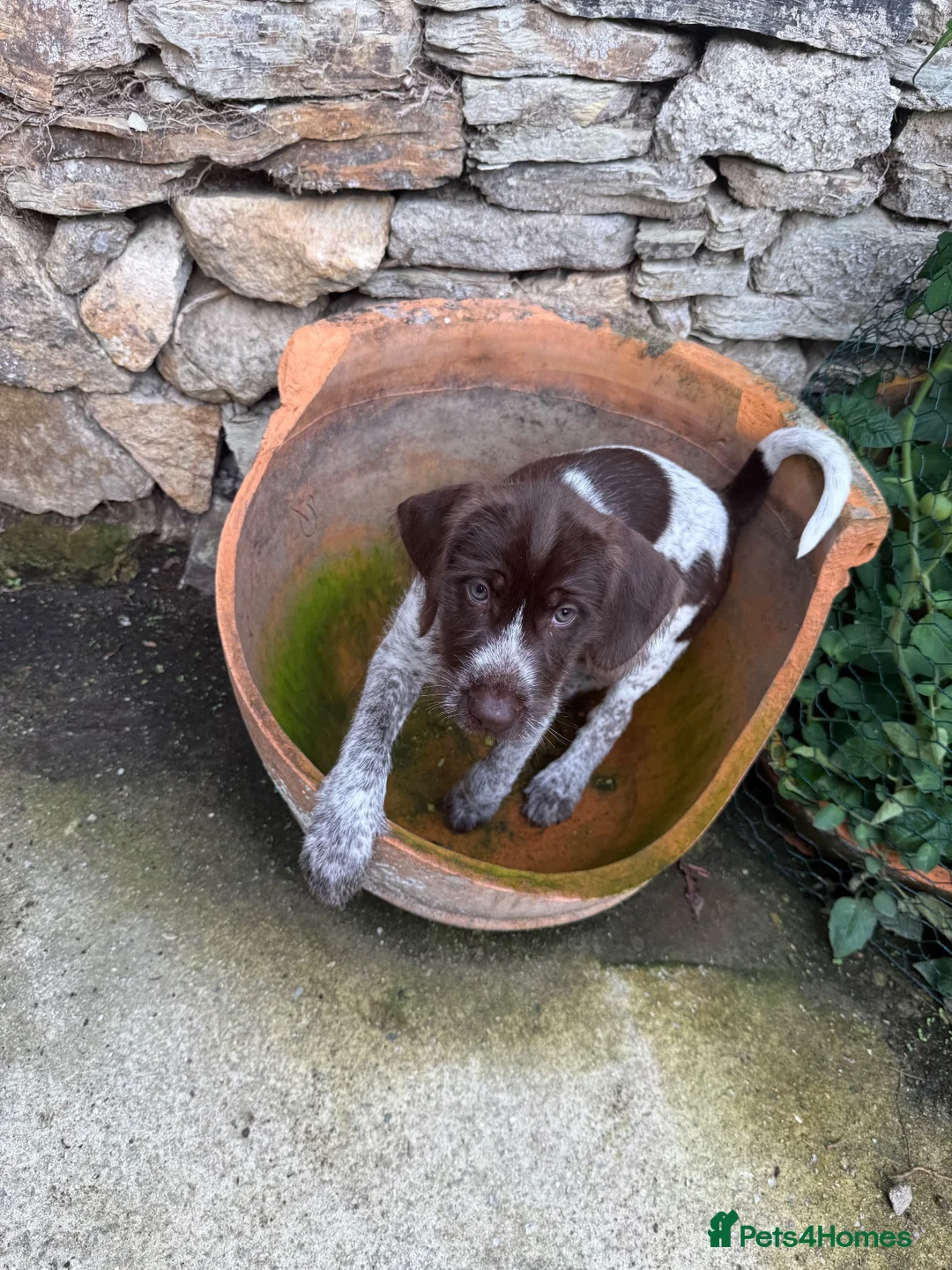 Mixed Breed dogs for sale: ONE GIRL LEFT GWP X WEIMSKY READY TO GO - Advert 15