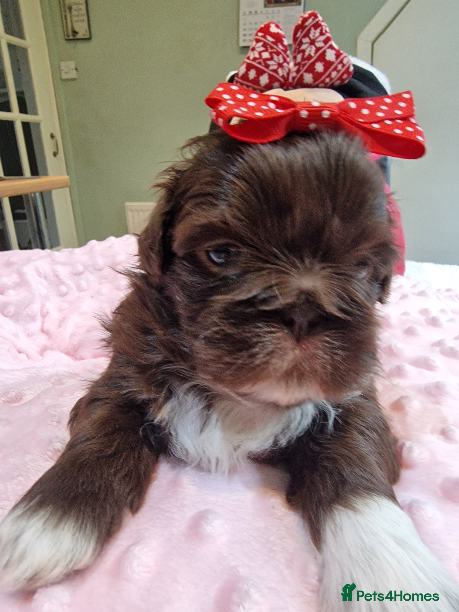 Shih Tzu dogs 🌸 Beautiful Shih Tzu Girls Available - Advert 1