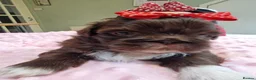 Shih Tzu dogs for sale: 🌸 Beautiful Shih Tzu Girls Available - Advert 1