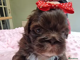 Shih Tzu dogs 🌸 Beautiful Shih Tzu Girls Available - Advert 1