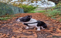 Boston Terrier dogs for stud: KC Loving Boston Terrier Available for Stud - Image 4